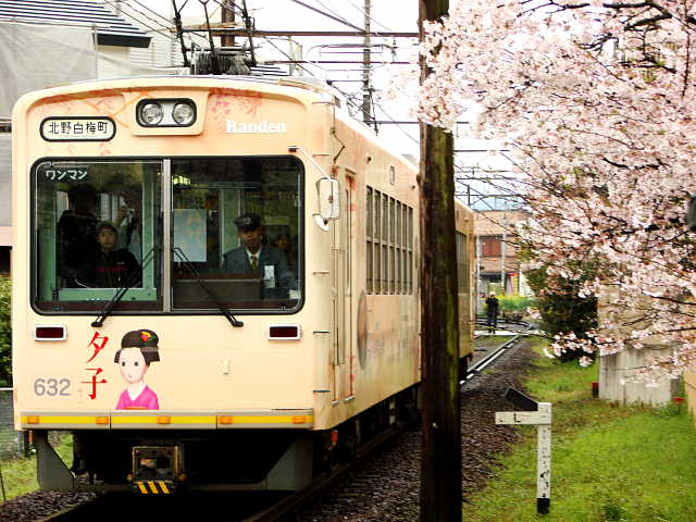京都　嵐電　桜のトンネル　桜 写真