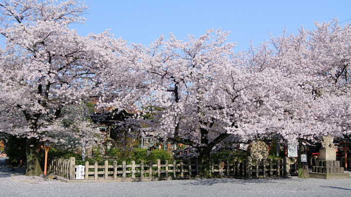 京都　六孫王神社　桜 写真