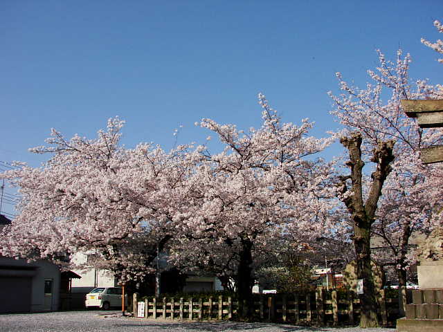 京都　六孫王神社　桜 写真