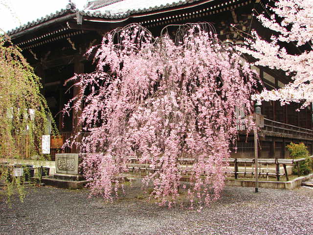 京都　立本寺　桜 写真