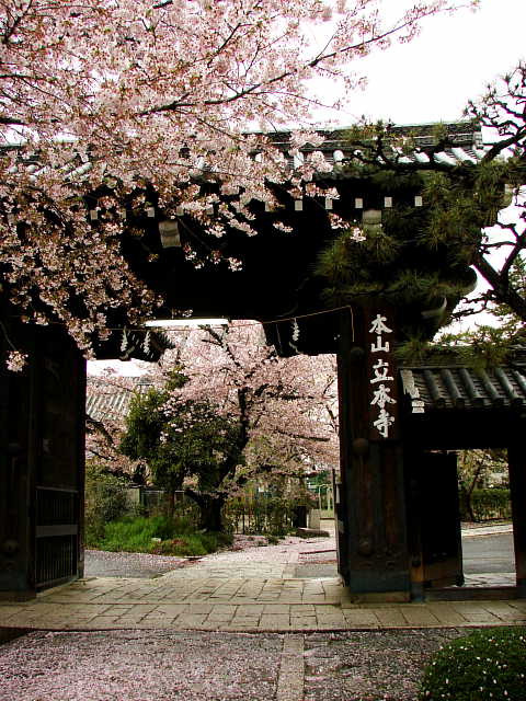 京都　立本寺　桜 写真