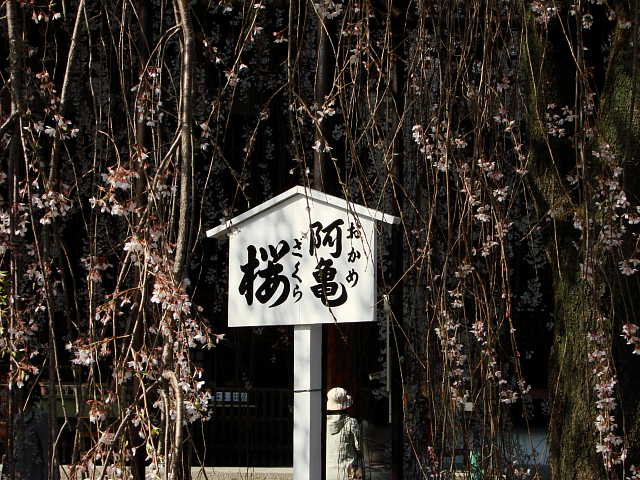 京都　千本釈迦堂　桜 写真