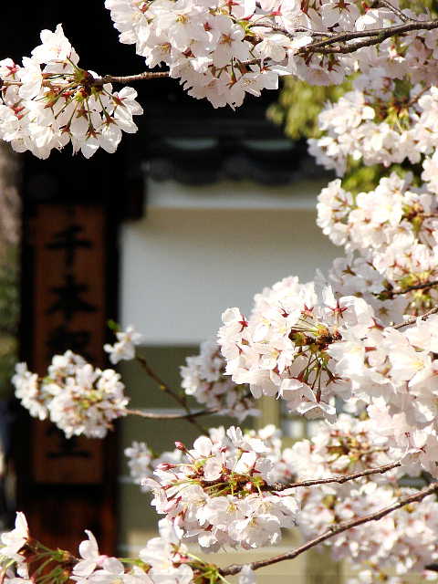 京都　千本釈迦堂　桜 写真