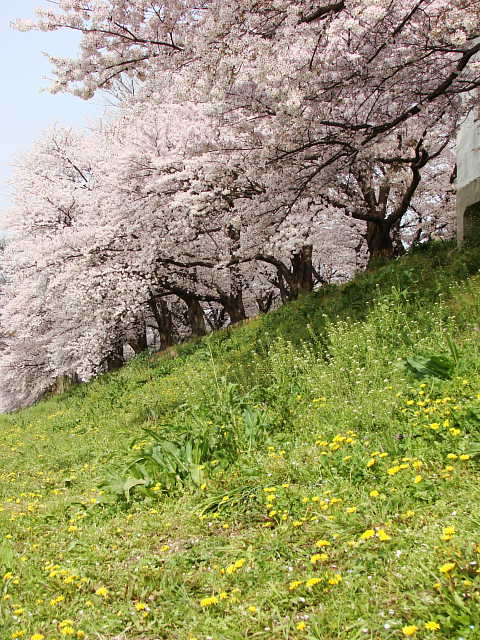 八幡市　背割堤　桜 写真