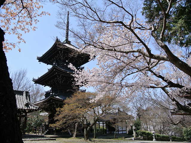 京都　真如堂　桜 写真