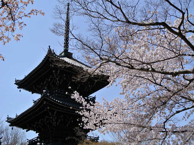 京都　真如堂　桜 写真