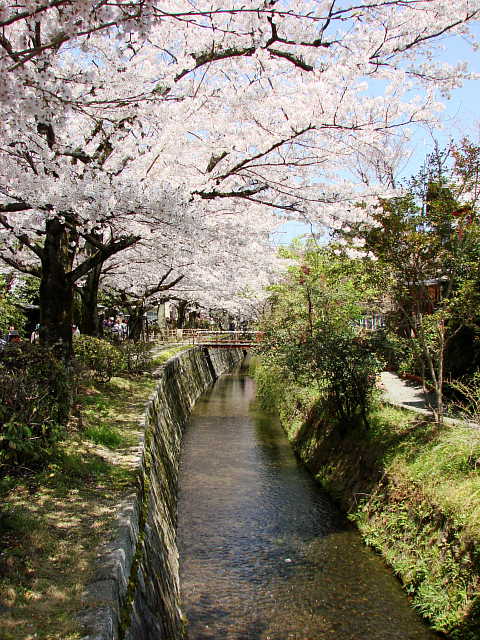 京都　哲学の道　桜 写真
