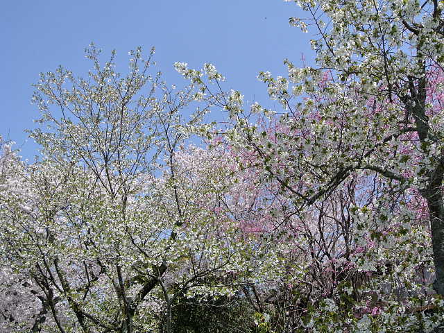 京都　哲学の道　桜 写真