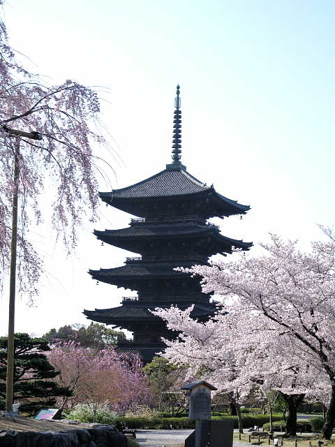 京都　東寺　桜 写真