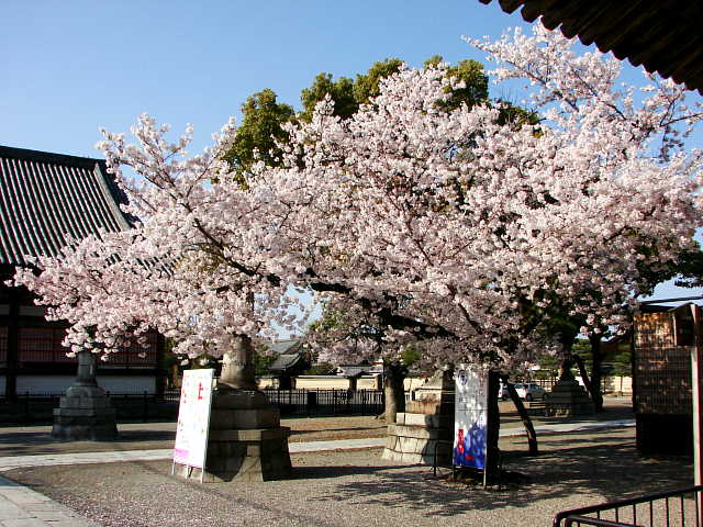 京都　東寺　桜 写真