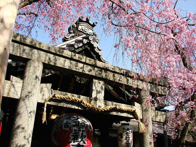 京都　雨宝院　桜 写真