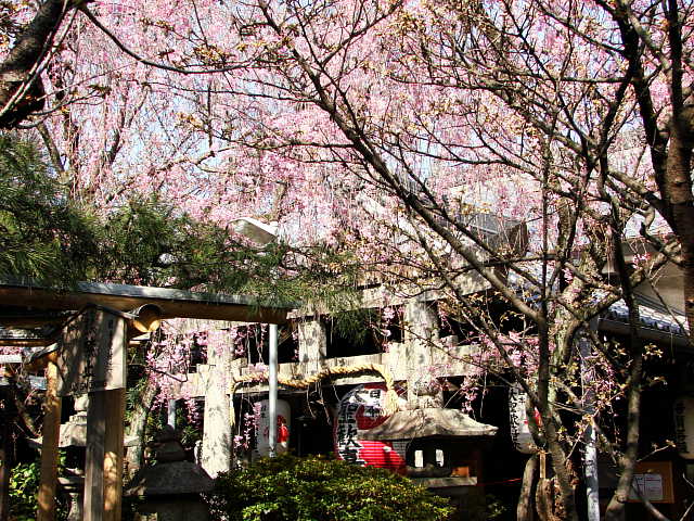 京都　雨宝院　桜 写真