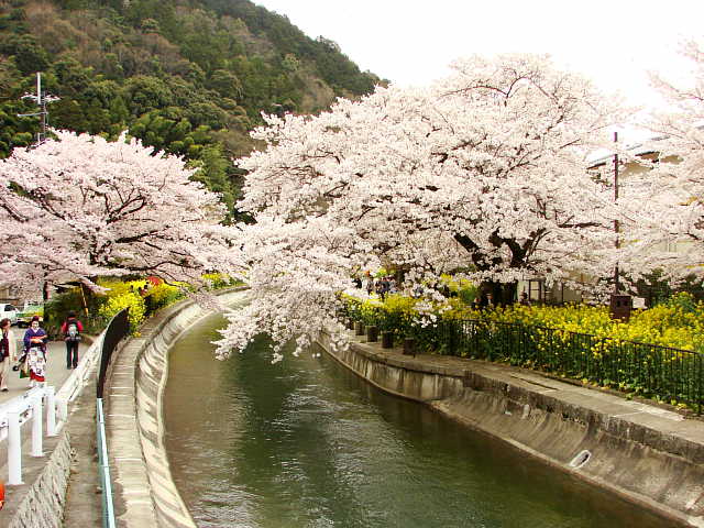 山科疎水　桜 写真