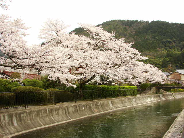 山科疎水　桜 写真