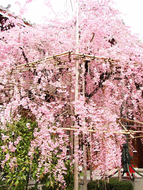 京都　宥清寺　桜 写真