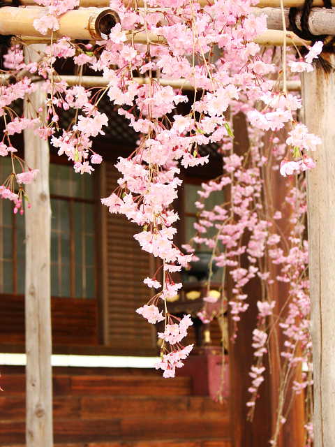 京都　宥清寺　桜 写真