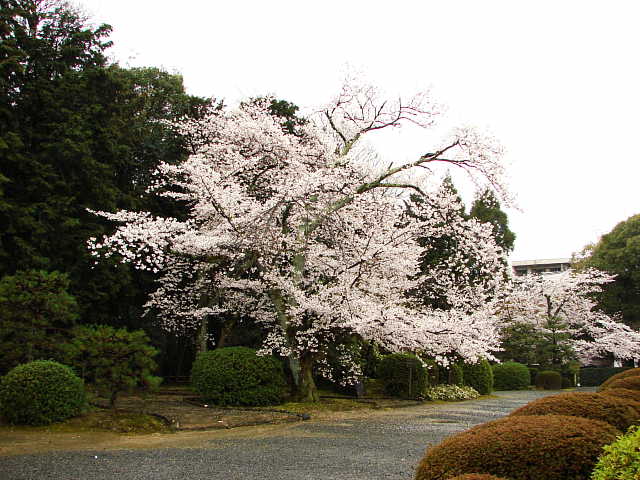 山科　随心院　桜 写真