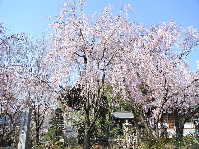 多摩　吉祥院　枝垂れ桜 写真