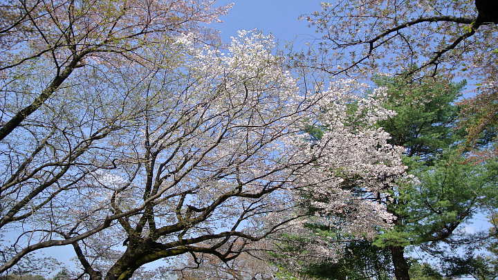 所沢航空記念公園　桜 写真