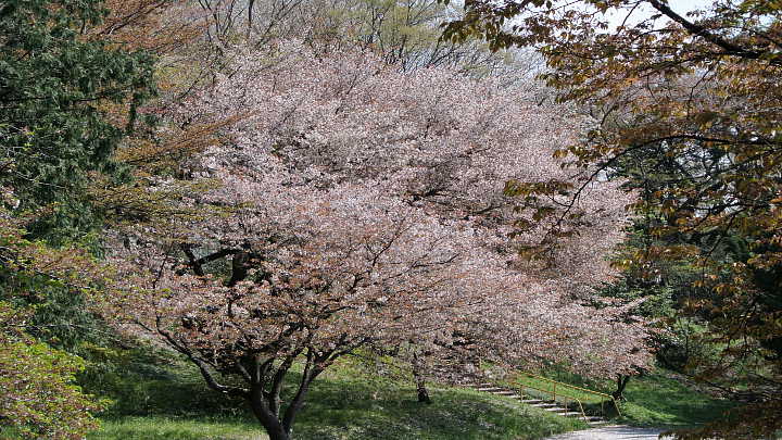 所沢航空記念公園　桜 写真