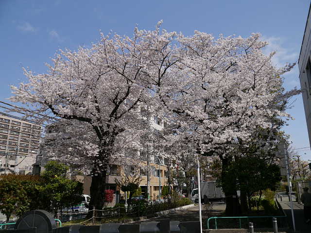 幡ヶ谷　玉川上水緑道　桜 写真