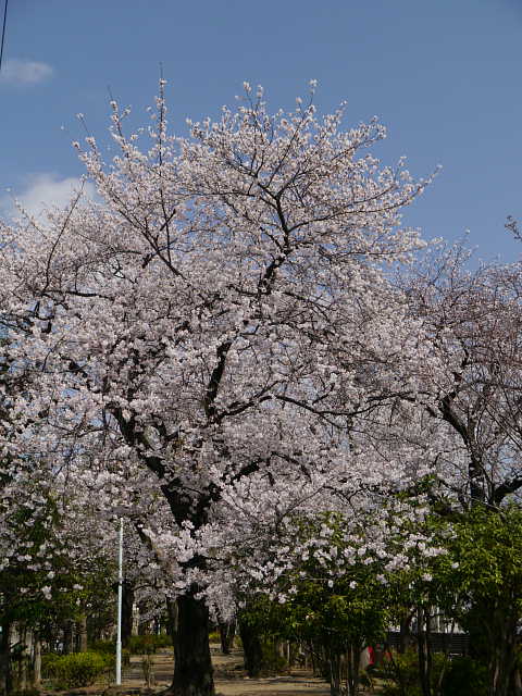 幡ヶ谷　玉川上水緑道　桜 写真