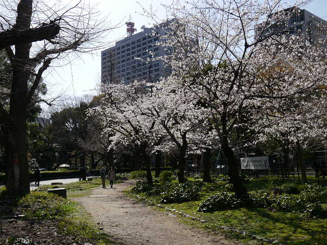 日比谷公園　桜 写真