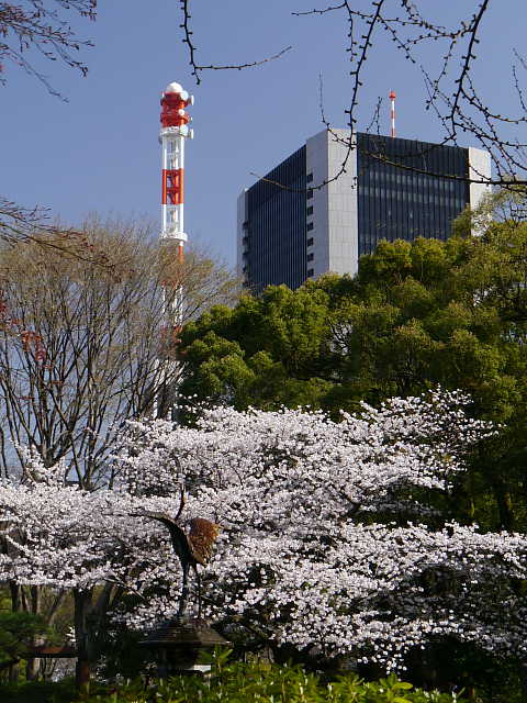 日比谷公園　桜 写真