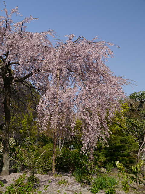 京都　法金剛院　しだれ桜 写真