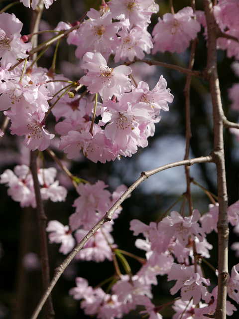 京都　法金剛院　しだれ桜 写真
