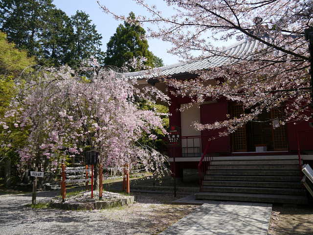 京都　宝積寺　しだれ桜 写真