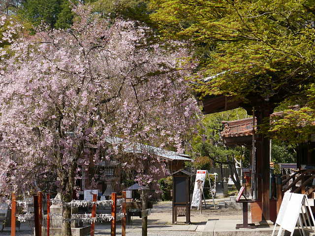 京都　宝積寺　しだれ桜 写真