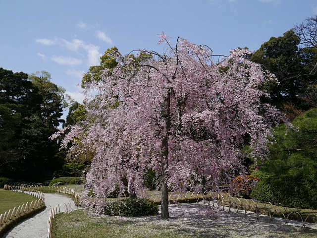 京都　城南宮　しだれ桜 写真