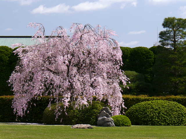 京都　城南宮　しだれ桜 写真