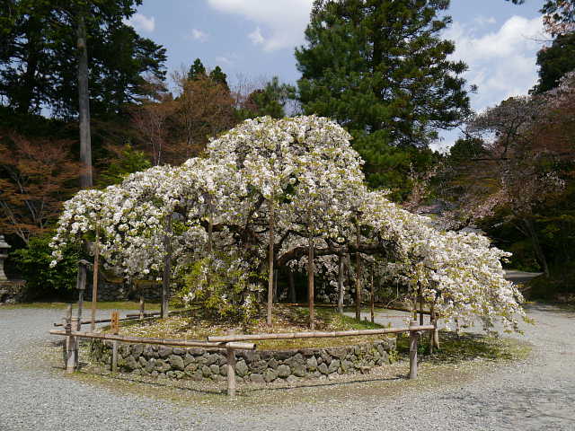 京都　大原野神社　千眼桜 写真