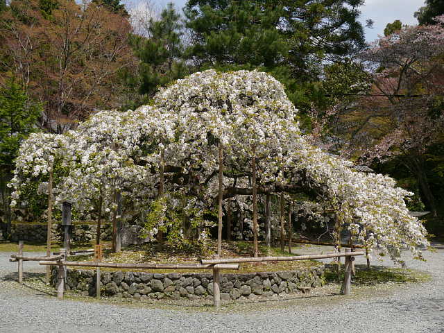 京都　大原野神社　千眼桜 写真