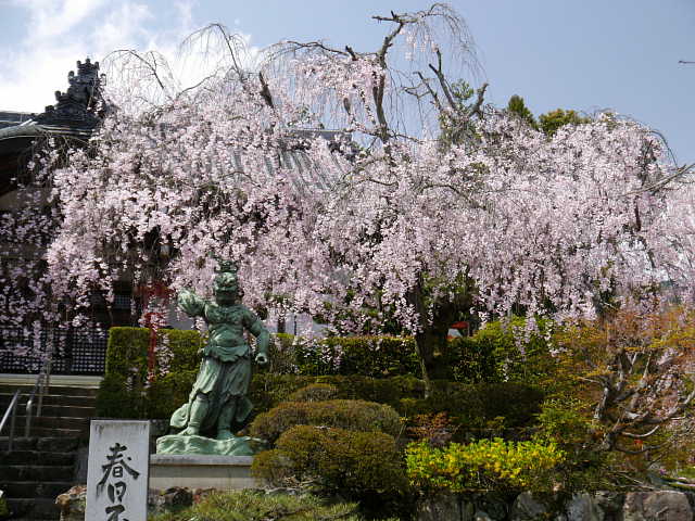 京都　正法寺　しだれ桜 写真
