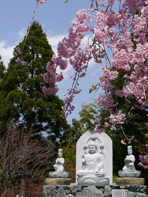 京都　正法寺　しだれ桜 写真