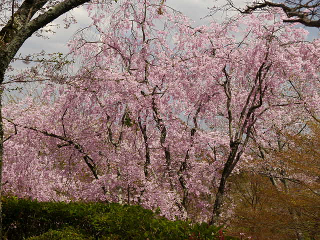 京都　勝持寺　しだれ桜 写真
