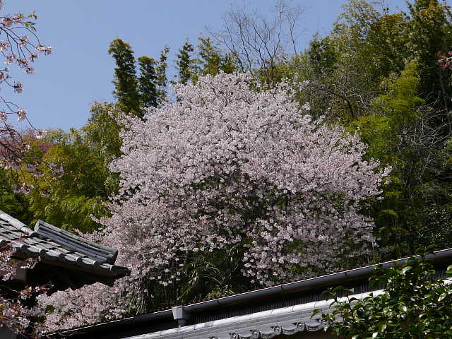 京都　勝持寺　しだれ桜 写真