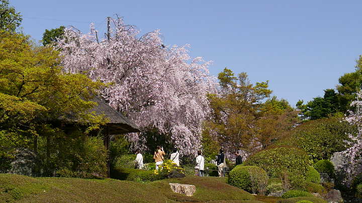 京都　妙心寺　退蔵院　しだれ桜 写真