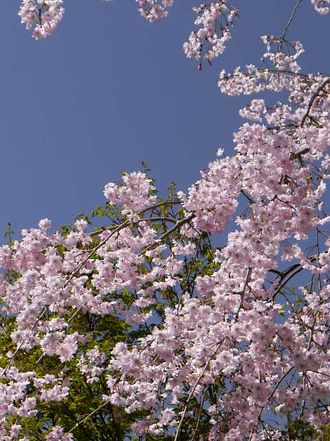 京都　妙心寺　退蔵院　しだれ桜 写真