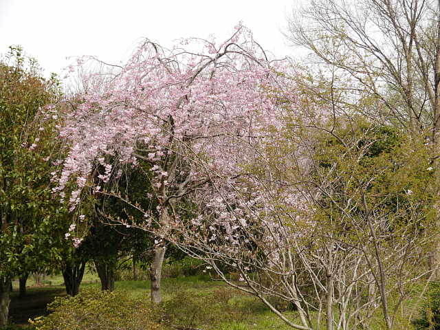 蘆花恒春園　桜 写真