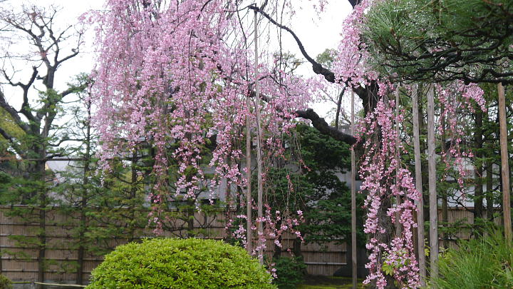 浅草寺　伝法院庭園　桜 写真