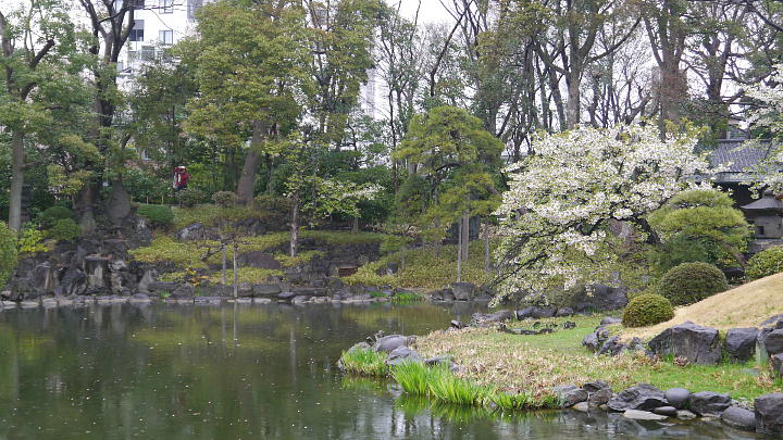 浅草寺　伝法院庭園　桜 写真