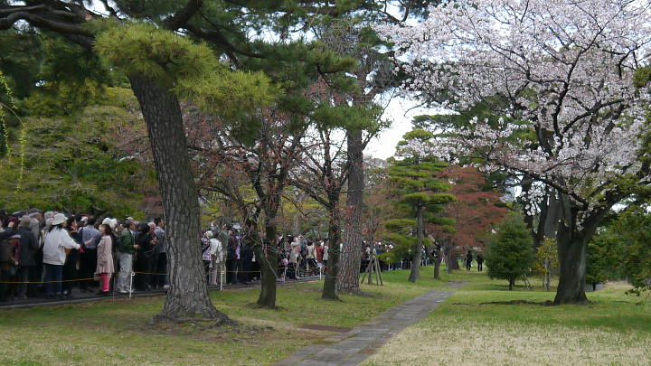 皇居　乾通り　桜 写真