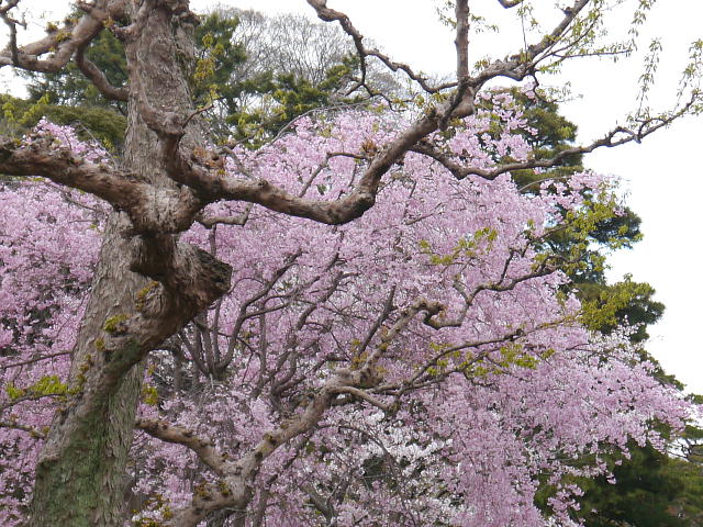 皇居　乾通り　桜 写真