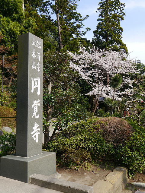 鎌倉　円覚寺　桜 写真