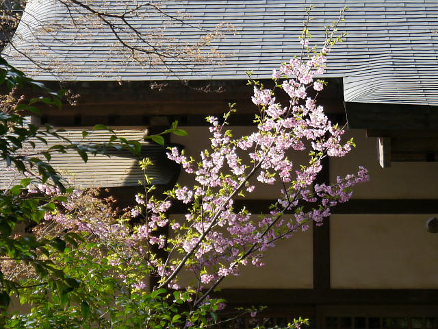 鎌倉　円覚寺　桜 写真