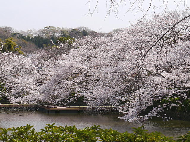 Kamakura Tsurugaoka Hachiman Genji-ike　桜 写真